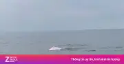 Video: Cá heo hồng bơi lội tung tăng ở biển Đồ Sơn