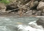 Video màn vượt sông bằng dây như phim hành động của đàn khỉ ở Trung Quốc
