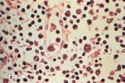Virus Hanta và di sản của nhà khoa học Hàn Quốc