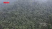 Việt Nam sắp có hành lang pháp lý riêng cho giao dịch tín chỉ carbon rừng