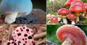 Văn hóa săn nấm độc đáo ở Vân Nam: Từ nấm siêu hiếm đến nấm cực độc