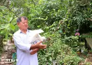Vĩnh Long: Nông dân dành 26ha đất cho đàn chim trời cư ngụ