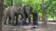 Voi Tây Nguyên được trả tự do, sống hạnh phúc trong rừng khộp Buôn Đôn