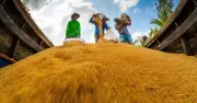 Vượt 197% mục tiêu: Thành công bùng nổ của Đề án lúa gạo Việt Nam