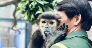 Vẹt Gạo biết ghen, voọc Út Cưng nhõng nhẽo nhất Thảo Cầm Viên Sài Gòn