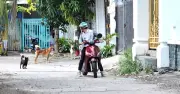 Xã Nhà Bè ra quân xử lý nạn chó thả rông, bắt giữ 10 con trong ngày đầu