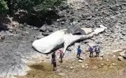 Xác cá nhà táng dài 15 mét dạt vào bờ biển Philippines