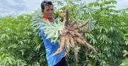 Xăng E10 giúp nông sản Việt giảm phụ thuộc đầu ra Trung Quốc
