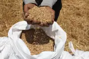 Xung đột Trung Đông thúc đẩy cuộc đua tự chủ lương thực toàn cầu