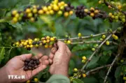 Xuất khẩu cà phê của Brazil có thể đạt mức kỷ lục trong lịch sử