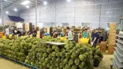 Xuất khẩu rau quả tháng 5 tăng 25%, sầu riêng là điểm sáng