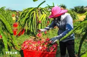 Xây hạ tầng phát thải thấp cho ngành trồng trọt, 22 địa phương đã sẵn sàng