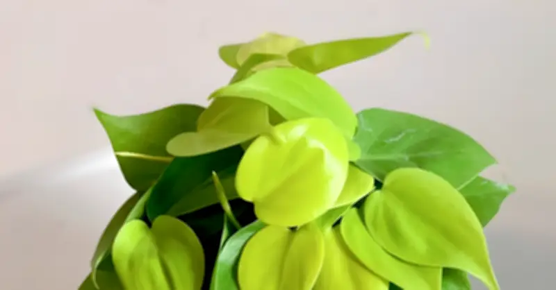 3 loại cây phong thủy được dân công sở yêu thích vì thu hút tài vận