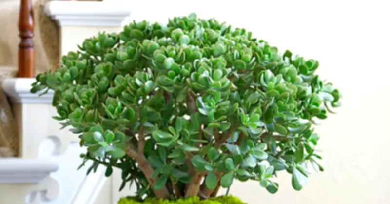 4 cây cảnh thanh lọc không khí, mang lại cảm giác thư giãn