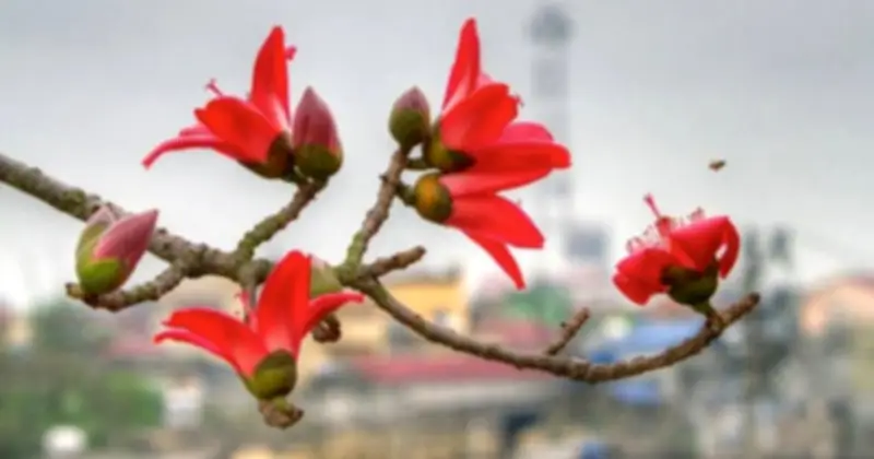 4 loại cây đẹp nhưng không nên trồng trước cửa nhà