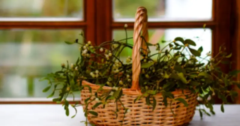 6 loại cây cảnh 'hút cạn' may mắn, không nên đặt trong nhà