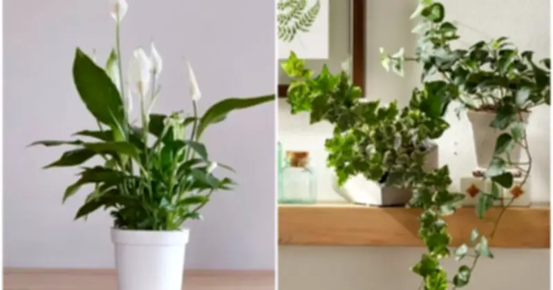7 loại cây hút ẩm tốt đặt trong phòng tắm giúp không khí luôn trong lành