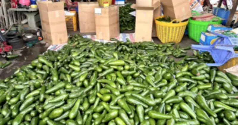 Bơ 034 từng gây sốt giá 100.000 đồng/kg nay rớt giá thảm thương