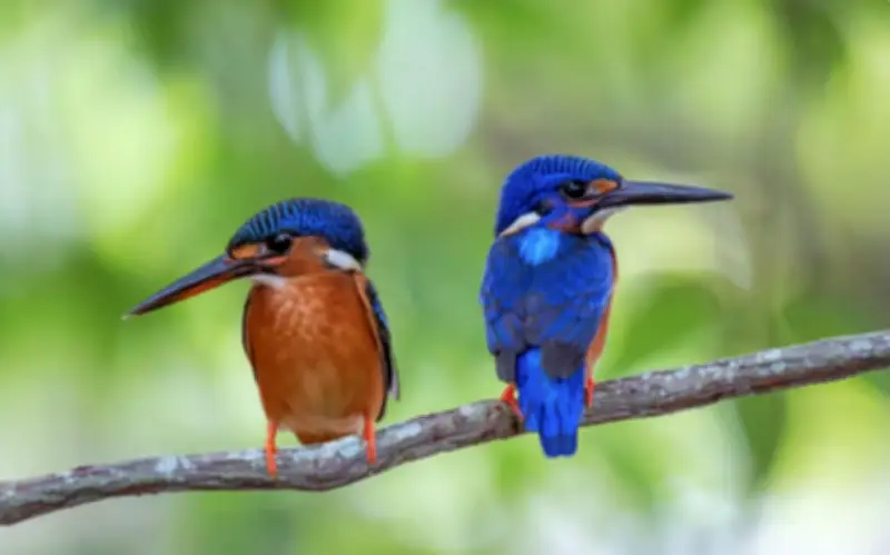 Bí mật giờ sinh âm lịch của người phụ nữ khéo léo được yêu mến