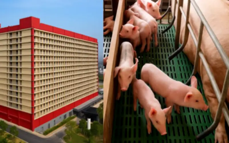BAF đề xuất xây tổ hợp chăn nuôi lợn trong nhà cao tầng tại Hà Nội