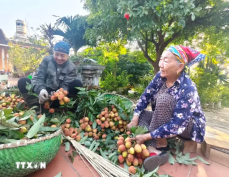 Bắc Ninh: Vải thiều được giá, người trồng phấn khởi dù sản lượng giảm hơn 50%