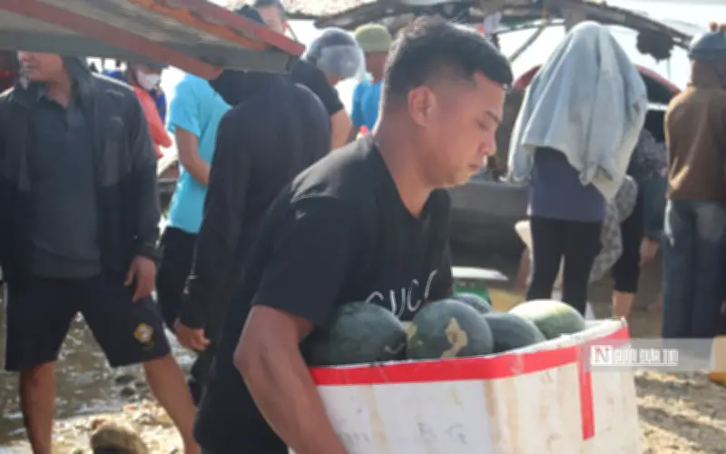 Bến dưa hồ Thác Bà nhộn nhịp mùa thu hoạch, nông dân phấn khởi vì giá cao