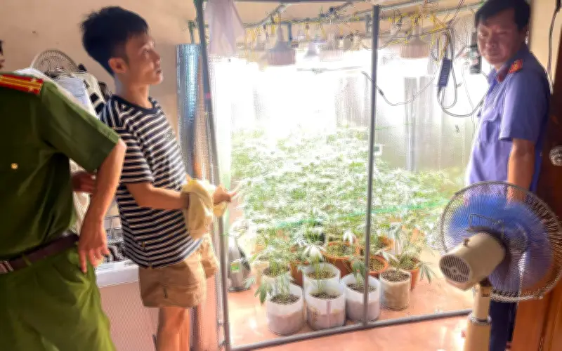 Bất ngờ với hệ thống mô phỏng trồng cần sa trong nhà của gã thanh niên