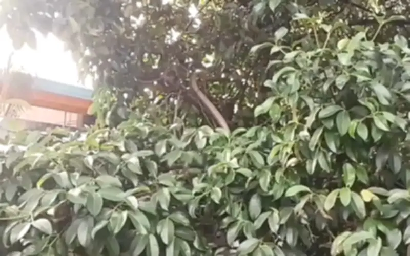Bắt rắn hổ mang chúa dài 3,2 mét trèo cây măng cụt ở Thái Lan