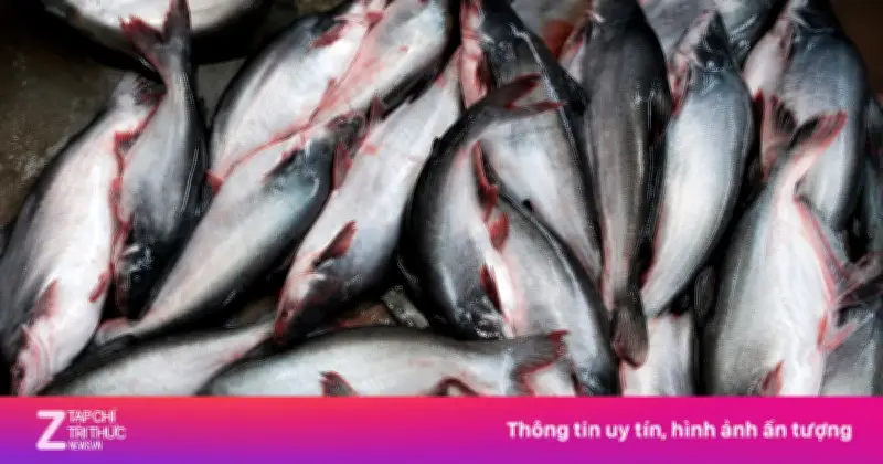 Cá basa: Loại cá ít xương giàu DHA giá rẻ bị nhiều gia đình bỏ qua