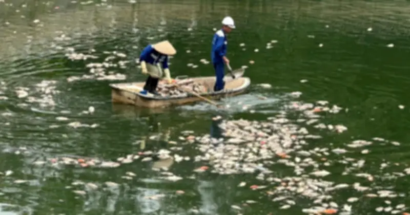 Cá chết hàng loạt ở hồ điều hòa công viên Nghĩa Đô do thiếu ô xi