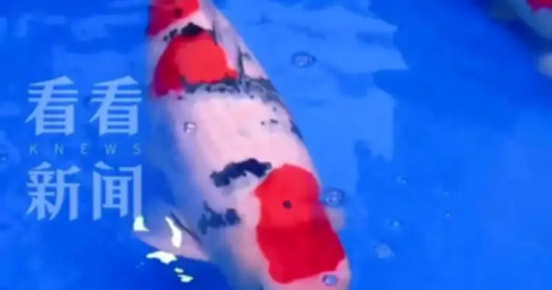 Cá Koi Kohaku 75 cm được bán với giá kỷ lục 15,5 tỷ đồng