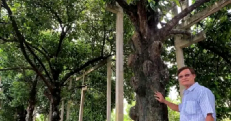 Cù lao Phong Nẫm: Điểm đến hấp dẫn với măng cụt trăm tuổi và du lịch cộng đồng
