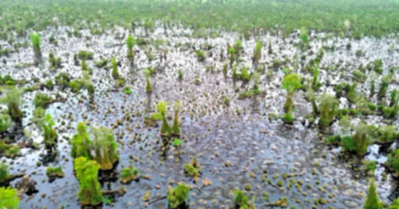 Cà Mau mời giới khoa học tìm nguyên nhân 860 ha rừng U Minh Hạ suy thoái