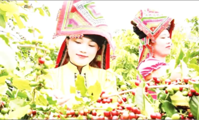 Cà phê Sơn La mở rộng xuất khẩu nhờ chuyển đổi sang chất lượng cao