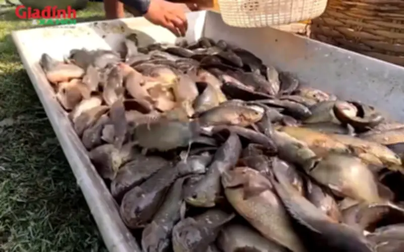 Cá rô phi giá rẻ vào mùa, thơm ngon bổ dưỡng