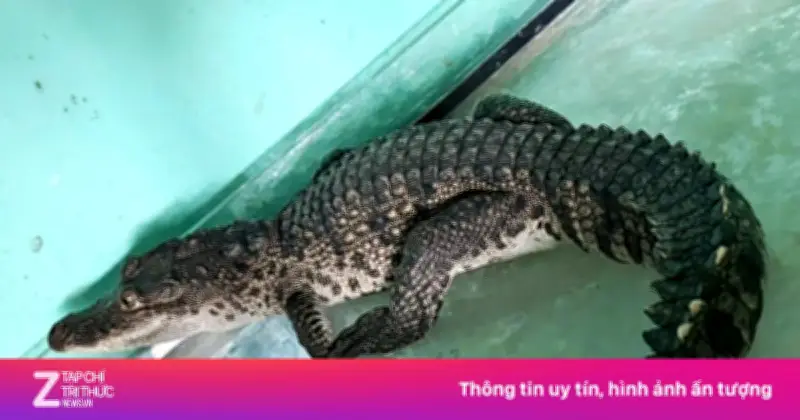Cá sấu dài 1 mét bất ngờ xuất hiện trong nhà dân ở trung tâm TP Huế
