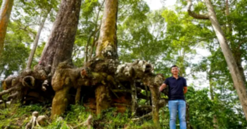 Cổ thụ phủ xanh Trà Vinh như 'Đà Lạt ở miền Tây', lập kỷ lục không khí trong lành