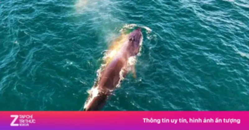 Cá voi Bryde liên tục xuất hiện săn mồi sát bờ biển Hòn Khô, Gia Lai