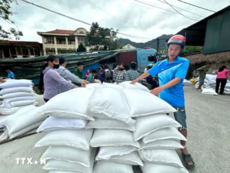 Cao Bằng cấp phát hơn 1.568 tấn gạo hỗ trợ dân giáp hạt năm 2026