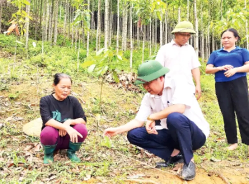 Cao Bằng hỗ trợ 44 hộ trồng 36 ha quế, tỷ lệ cây sống 95-99%