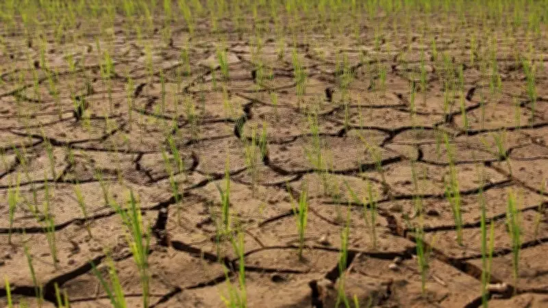 Cục Trồng trọt chỉ đạo ứng phó El Nino, xuống giống sớm né hạn mặn