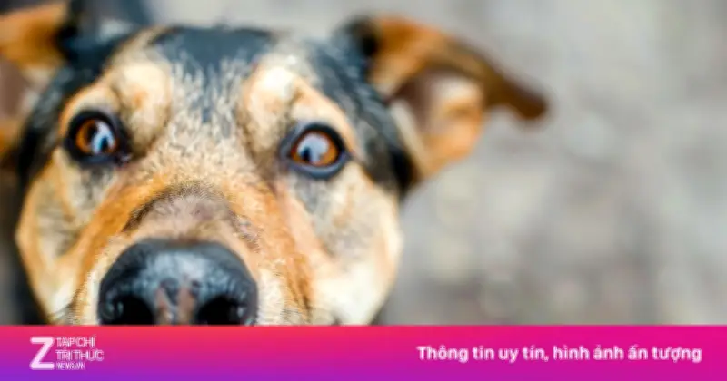 Chó dại cắn 12 người ở Đồng Nai, trong đó có 5 trẻ em