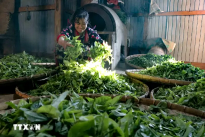 Chè Tủa Chùa khẳng định vị thế, mở hướng xuất khẩu cho nông sản Điện Biên