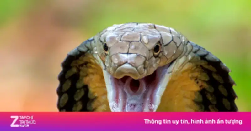 Chồng bị rắn hổ mang cắn, vợ dùng miệng hút nọc độc khiến cả hai nhập viện