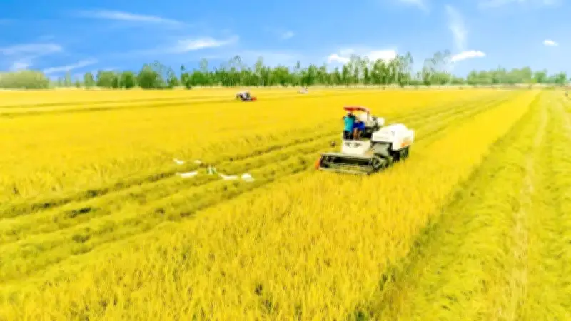 Chuyển đổi nông nghiệp Đồng bằng sông Cửu Long: Hướng tới chất lượng và bền vững