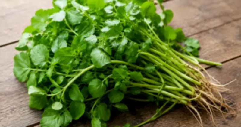 Cải xoong đứng đầu bảng xếp hạng rau củ siêu dinh dưỡng, dễ tìm tại Việt Nam