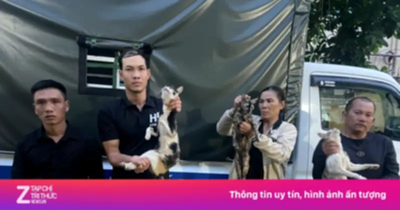 Công an TP.HCM triệt phá đường dây trộm mèo liên tỉnh, giải cứu hơn 500 con