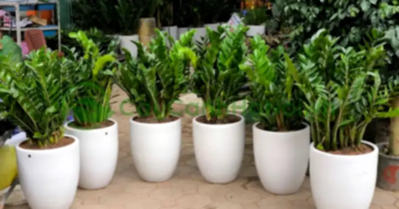 Công dụng của cây kim tiền: Lá xanh may mắn, tài lộc đầy nhà