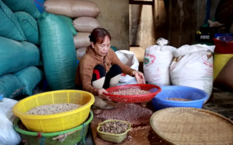 Công phu làm nên những giọt dầu vàng từ đậu phụng Quảng Ngãi