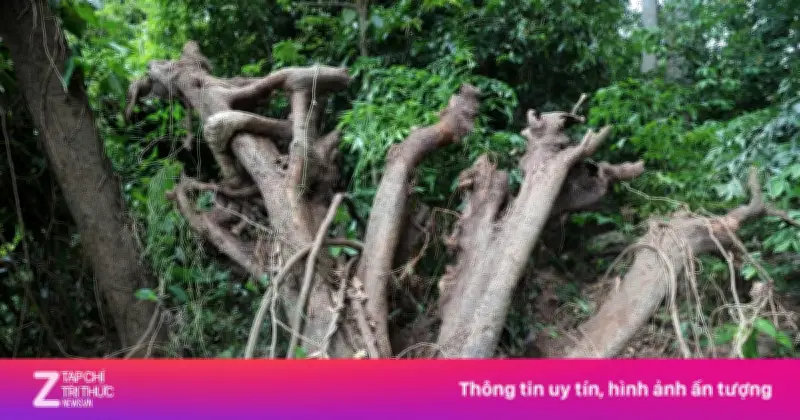 Cây cổ thụ 100 năm tuổi ngã đổ, đè trúng người thợ mộc tại Đắk Lắk
